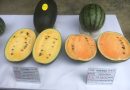Best Seed Watermelon plantation