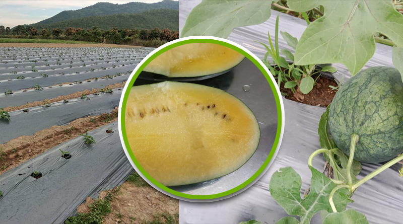 Korea-Cambodia Mango-Watermelon Pilot Farm