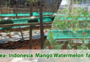 Korea-Indonesia Mango Watermelon Farm