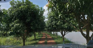 How to grow Mango in Cambodia ?