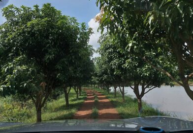 How to grow Mango in Cambodia ?