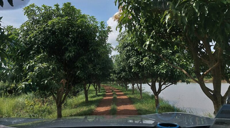 How to grow Mango in Cambodia ?