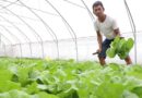 How to make good Vegetable Farm in Cambodia ?