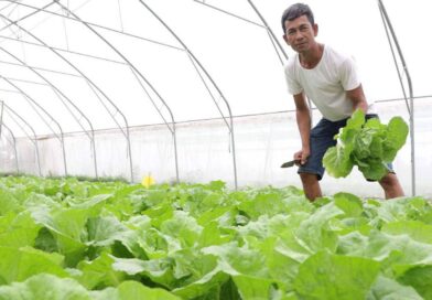 How to make good Vegetable Farm in Cambodia ?