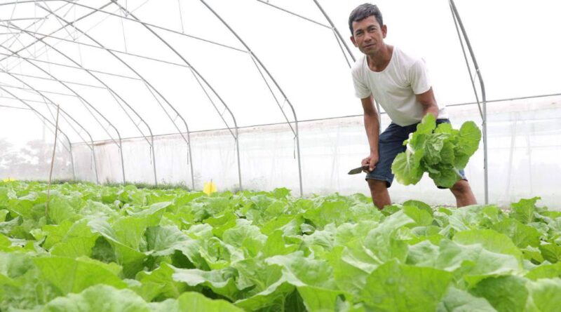 How to make good Vegetable Farm in Cambodia ?