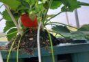 Growing strawberries is easy and rewarding