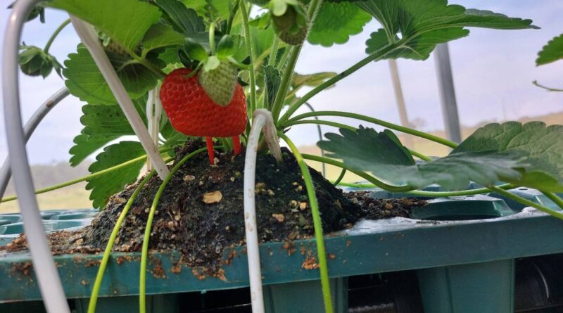 Growing strawberries is easy and rewarding