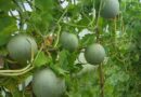 How to grow watermelon ?