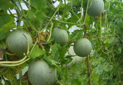 How to grow watermelon ?