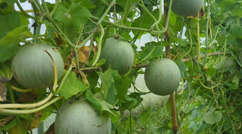 How to grow watermelon ?