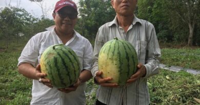 Mango Watermelon Pilot Testing