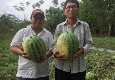 Mango Watermelon Pilot Testing