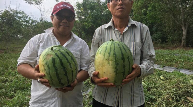 Mango Watermelon Pilot Testing